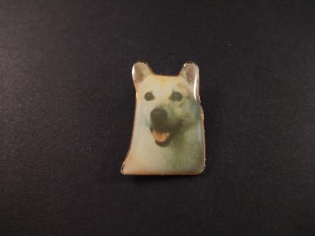 Noorse buhund waak- en herdershond